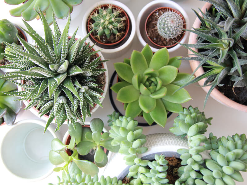 A selection of easy to care for terrarium plants